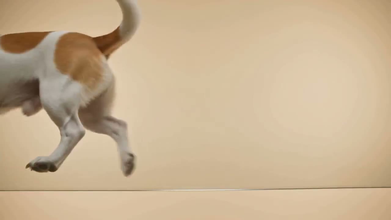 Site-ul EuroDogs DGM: film de prezentare